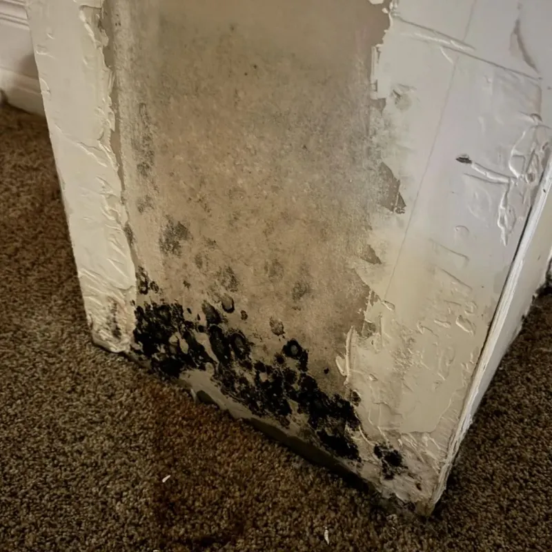 Professional Mold Removal in Buffalo, SC